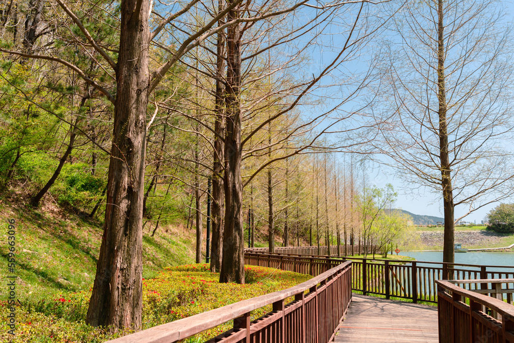 Spring forest and wooden deck trail. Gijang Yongso Well-Being Park in Busan, Korea