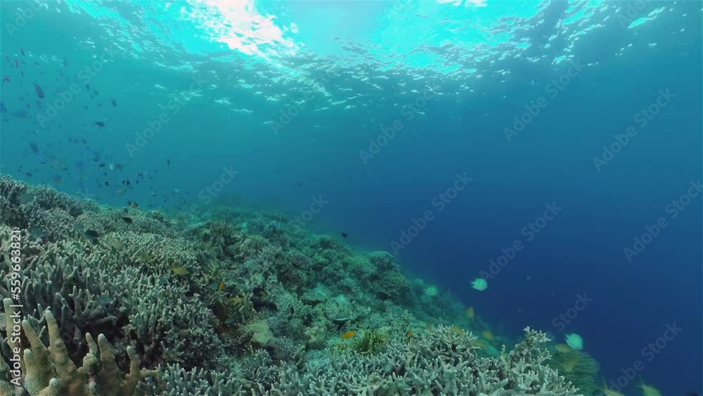 The underwater world of coral reef with fishes at diving. Coral garden under water. Philippines. The underwater world of coral reef with fishes at diving. Coral garden under water. Philippines.