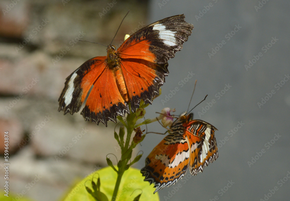 Obraz premium butterfly on a flower