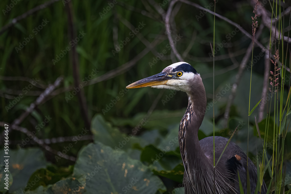 2022-06-17 A ADULT BLUE HERON STANDING IN LUSH GREEN FOLIAGE IN BELLEVUE WASHINGTON 2022-06-17 A ADULT BLUE HERON STANDING IN LUSH GREEN FOLIAGE IN BELLEVUE WASHINGTON