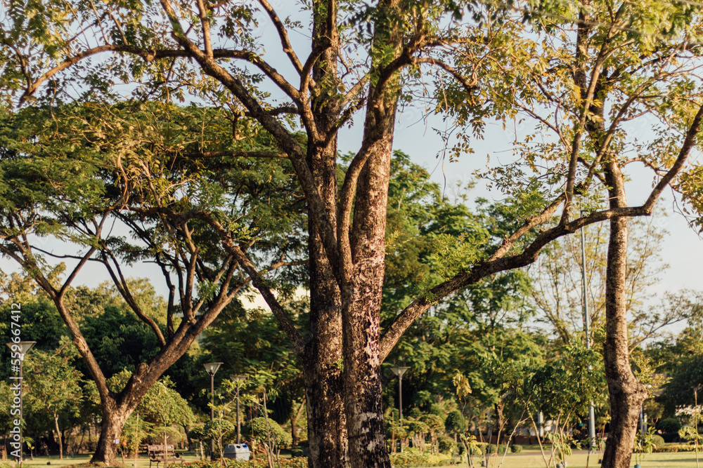 big tree in the park