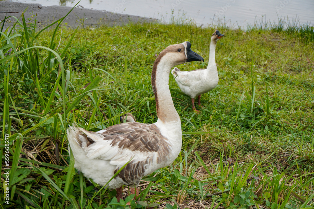 Indonesian goose swan on the lake side grass Indonesian goose swan on the lake side grass