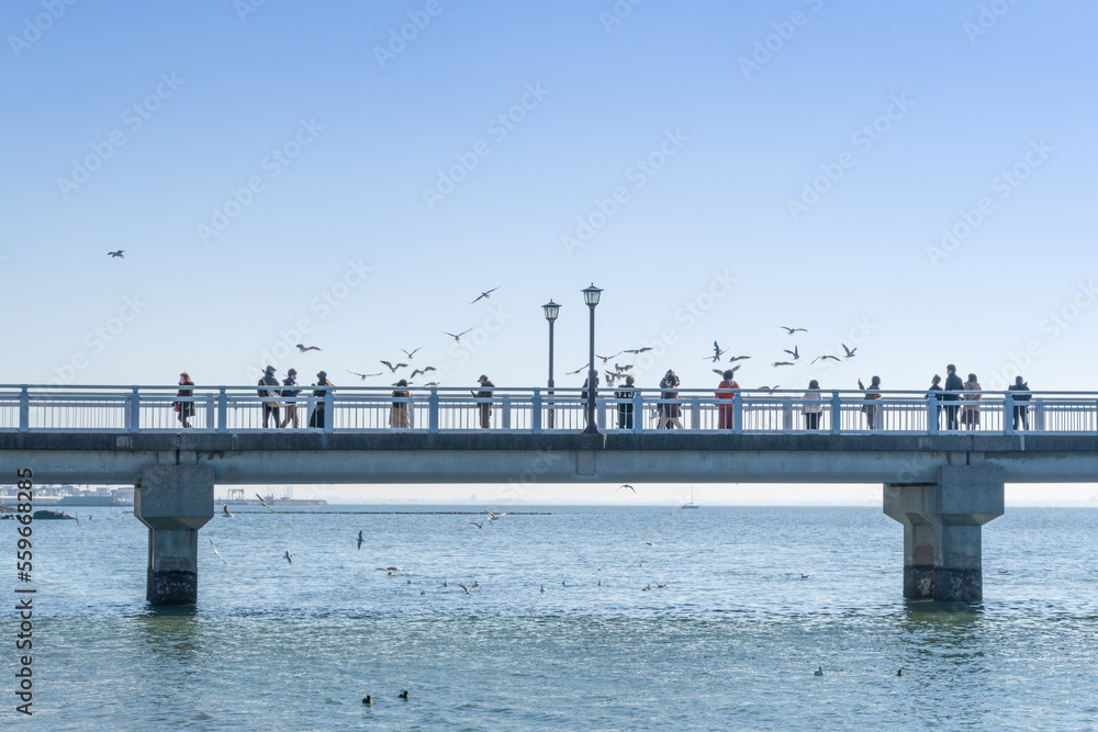 竹島橋とユリカモメ