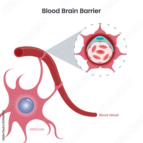Blood Brain Barrier (BBB) science vector illustration 