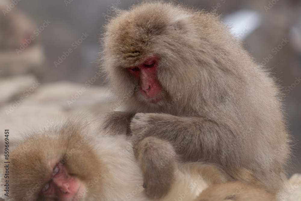 A Snow Monkey (Japanese Macaque) grooming in Japan. A Snow Monkey (Japanese Macaque) grooming in Japan.