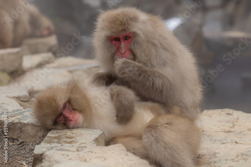 A Snow Monkey  Japanese Macaque  grooming in Japan.