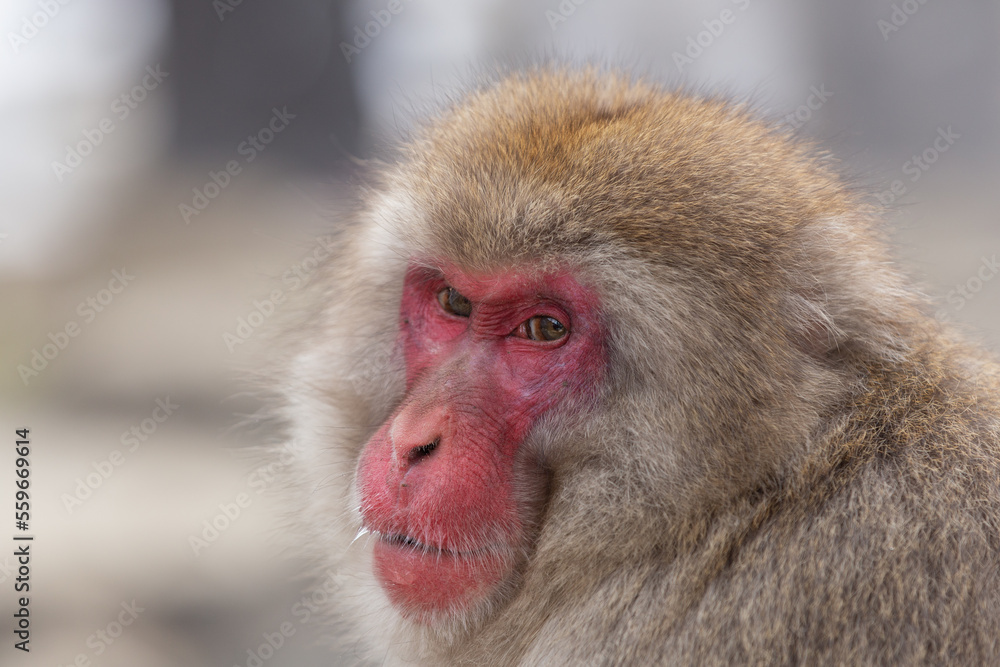 Snow Monkey (Japanese Macaque) near a warm spring in Japan. Snow Monkey (Japanese Macaque) near a warm spring in Japan.