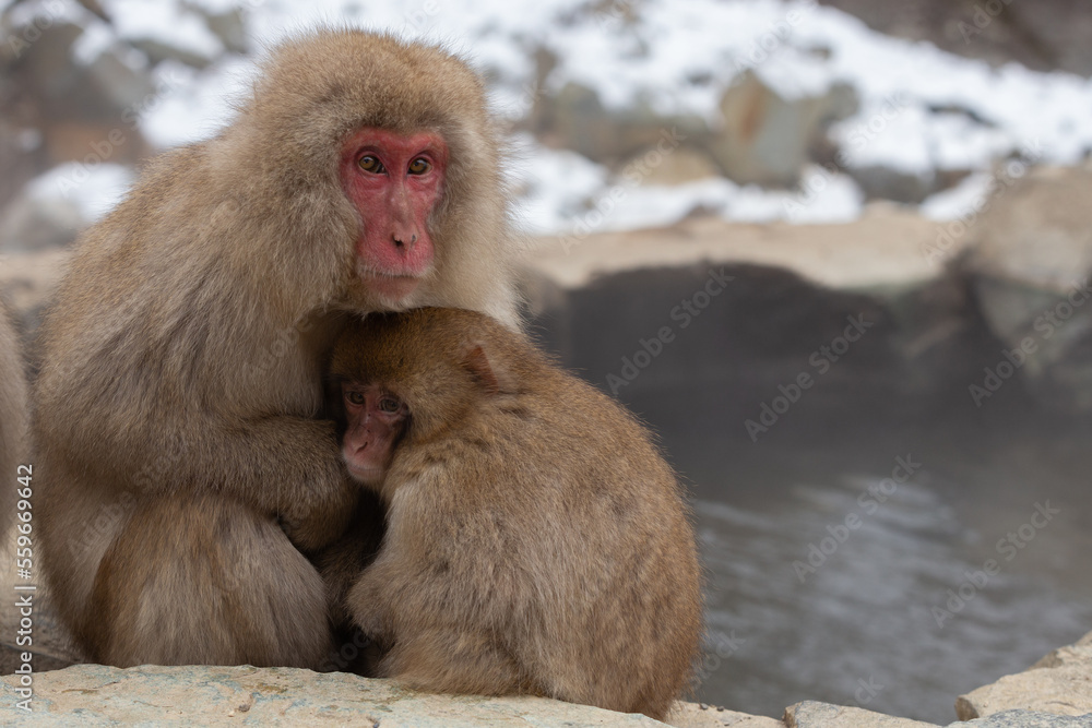 A Snow monkey and baby  (Japanese Macaque) sitting alongside a hot spring, Japan.