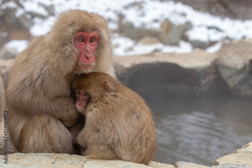 A Snow monkey and baby  (Japanese Macaque) sitting alongside a hot spring, Japan. © Grantat