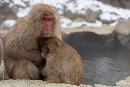 A Snow monkey and baby  (Japanese Macaque) sitting alongside a hot spring, Japan. © Grantat