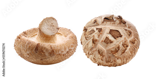 Shiitake mushrooms on transparent png