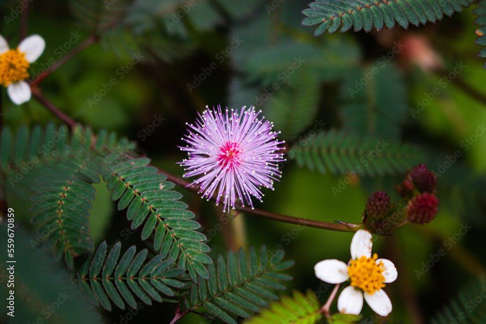 a very beautiful shy princess flower is blooming in the flower garden photographed in the morning a very beautiful shy princess flower is blooming in the flower garden photographed in the morning
