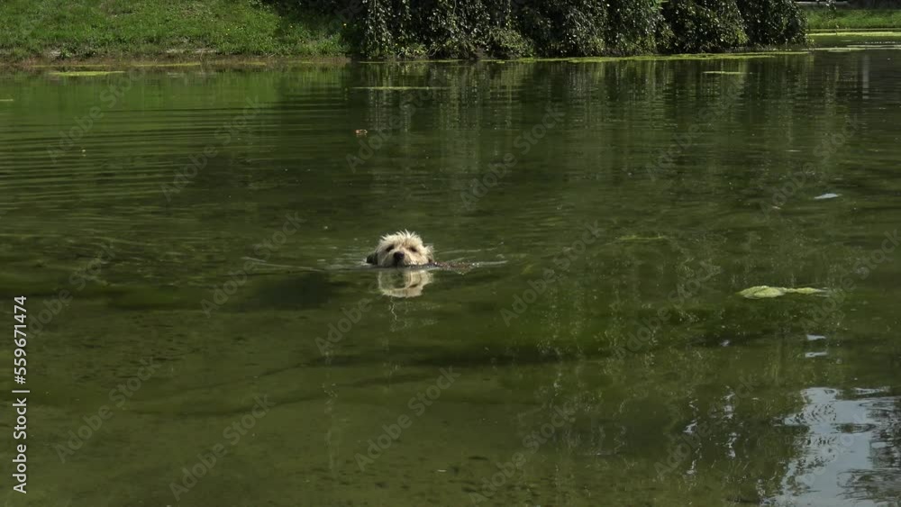 Cute white little dog swimming in a big pond, carrying a big stick in his mouth. Cute white little dog swimming in a big pond, carrying a big stick in his mouth.