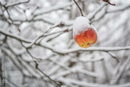 Ripe apple on tree in winter with snow.