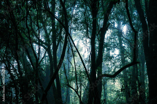 Mysterious scene of ancient trees and vines growing inside foggy forest.