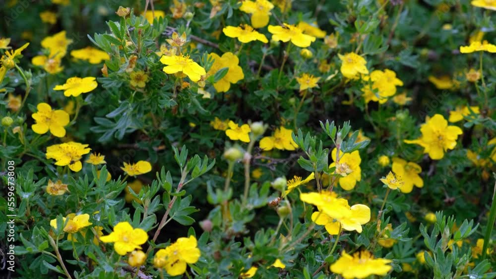 Video of wild Dasiphora fruticosa bushes with yellow flowers in natural highland environment. Altai. Video of wild Dasiphora fruticosa bushes with yellow flowers in natural highland environment. Altai.