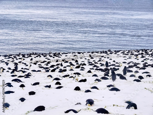 A colony of adelie penguins (Pygoscelis adeliae) lying on eggs in their nests in the snow during breeding season, on Paulet Island, Antarctica. Males and females take turns incubating. photo