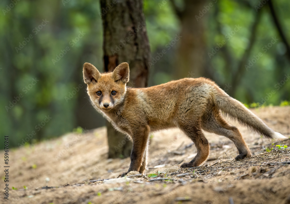 Cute young red fox in the forest ( Vulpes vulpes ) Cute young red fox in the forest ( Vulpes vulpes )
