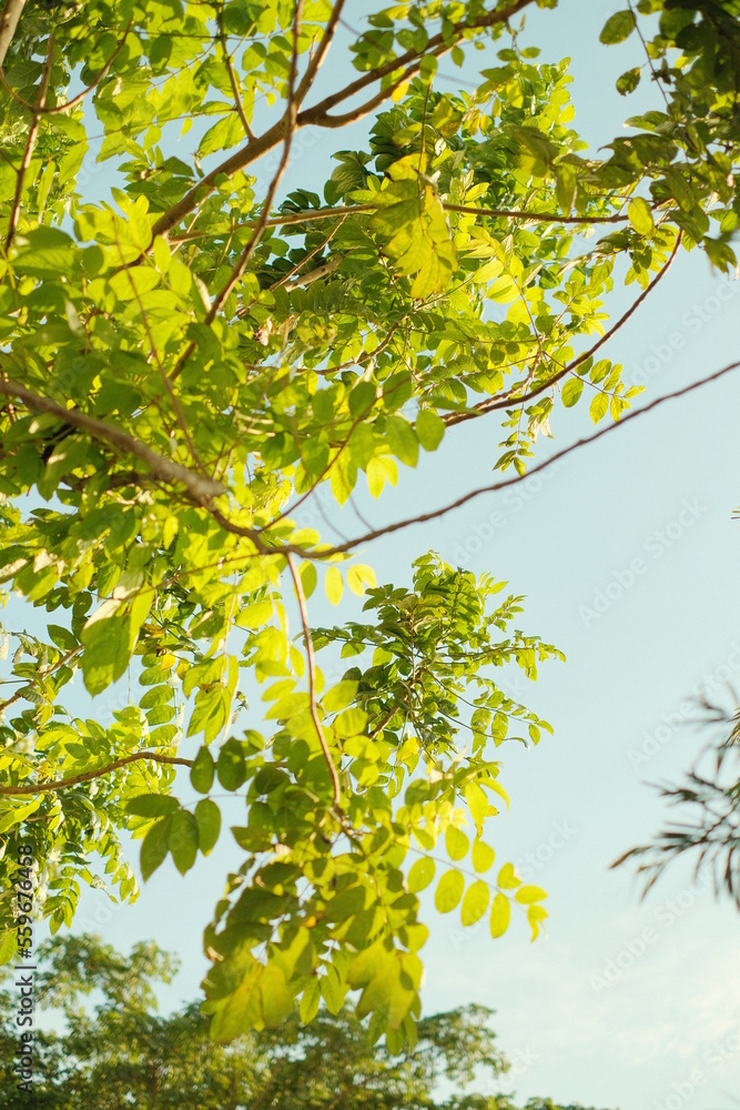 Fototapeta premium yellow green leaves on a branch