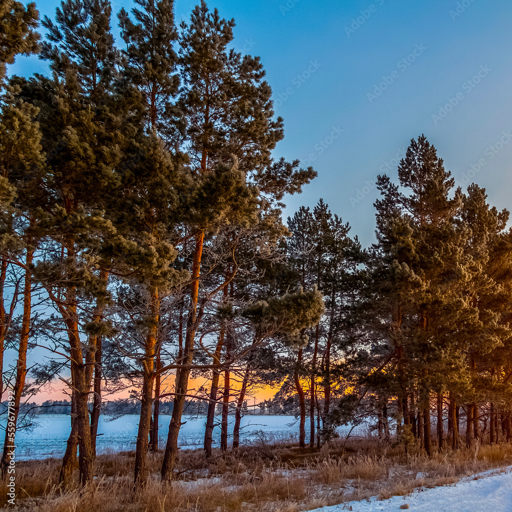 Fototapeta premium Pine branches in the morning thick hoarfrost.