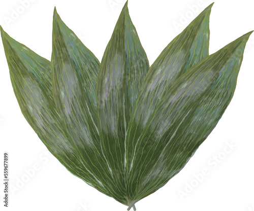 バラン5枚_リアルタッチ_横