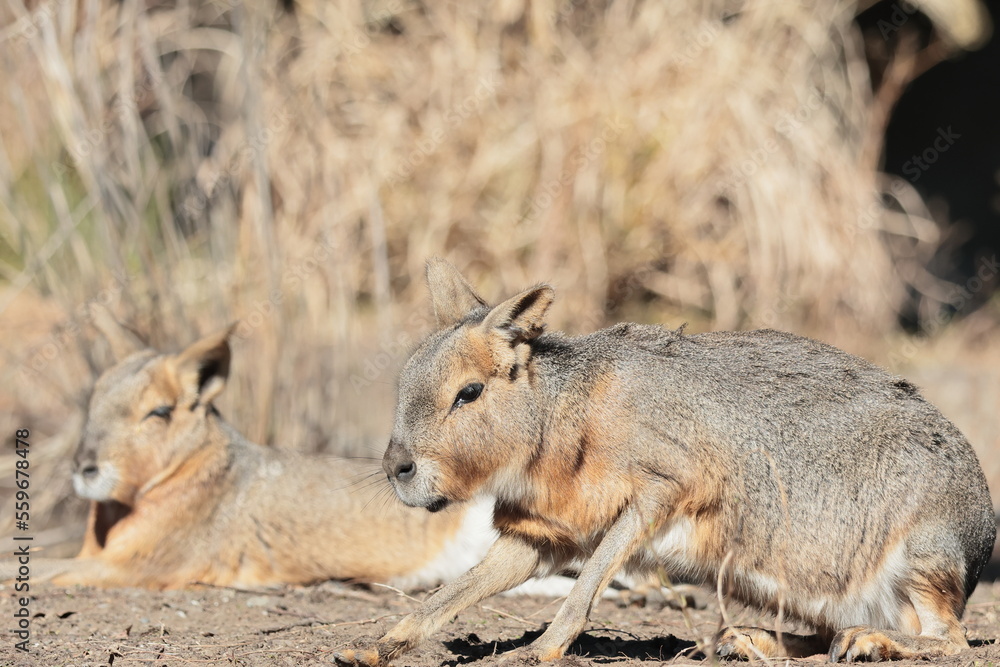 Naklejka premium マーラ