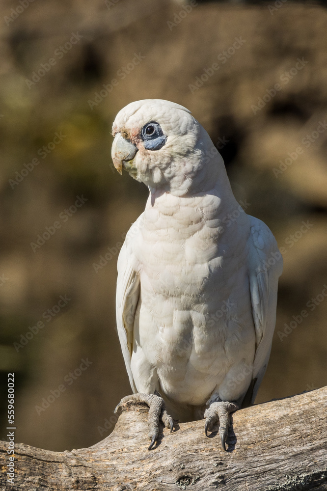 Little Corella in Victoria, Australia