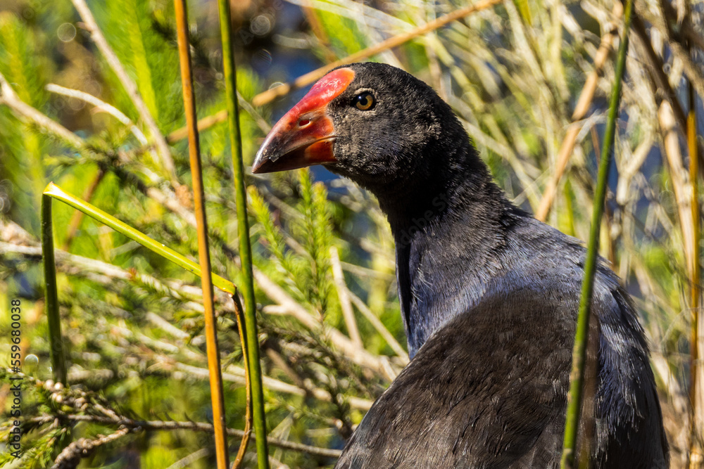 Australasian Swamphen in Victoria, Australia Australasian Swamphen in Victoria, Australia