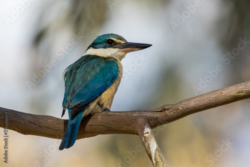 Sacred Kingfisher in Victoria, Australia