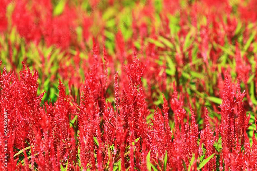 close-up of red Cockscomb flowers blooming in the garden at sunny summer
close-up of red Cockscomb flowers blooming in the garden at sunny summer