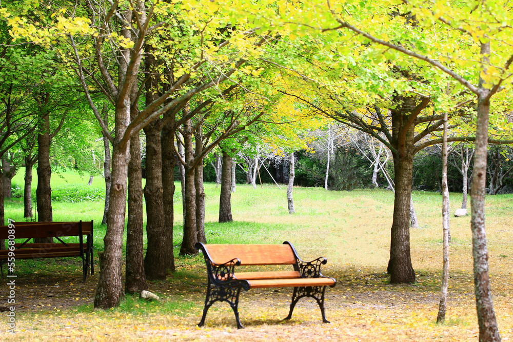 beautiful autumn scenery with Ginkgo,Maidenhair trees and chairs,view of colorful Ginkgo trees with wooden chairs in the plantation
