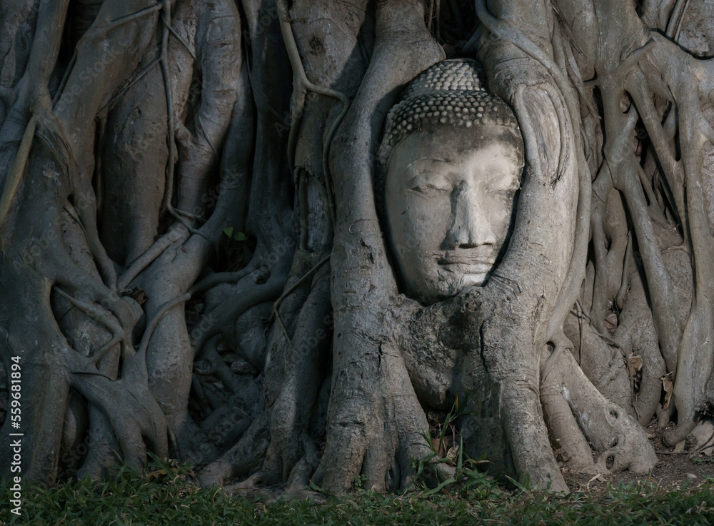 Famous Buddha's head buried in the tree located in War Mahatat,  Ayutthaya historic park, Thailand