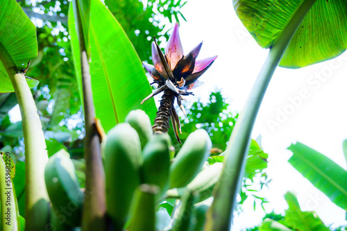 Banana fruit and beautiful flowers on the tree photo