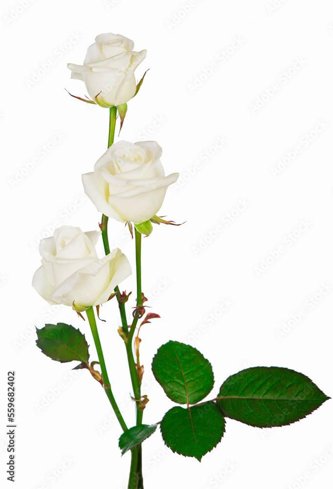 bouquet white Roses. white roses isolated on the white background