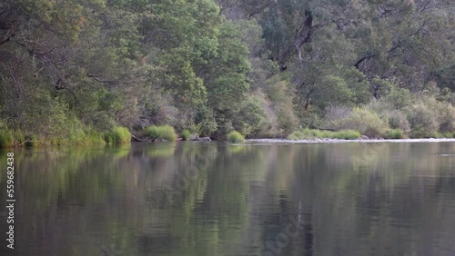 A trout jumps out of the water on a secluded river in Australias high country. photo