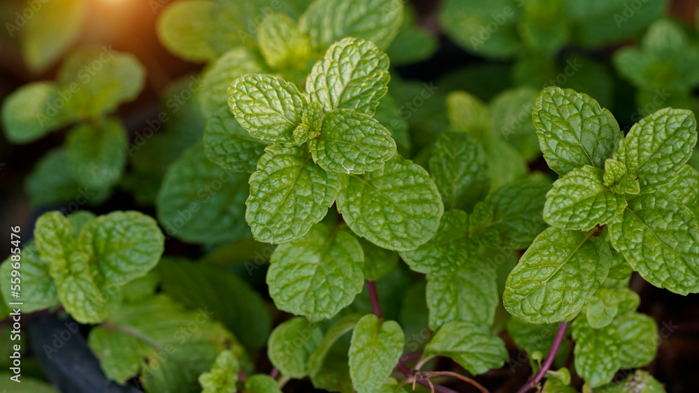 Fresh mint tree in the organic garden Peppermint And is a medicinal plant Fresh mint tree in the organic garden Peppermint And is a medicinal plant