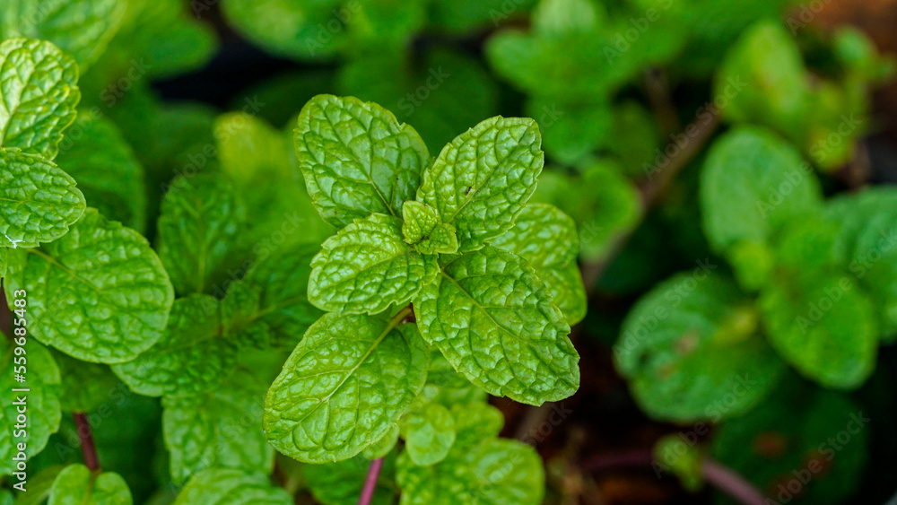 Fresh mint tree in the organic garden Peppermint And is a medicinal plant Fresh mint tree in the organic garden Peppermint And is a medicinal plant