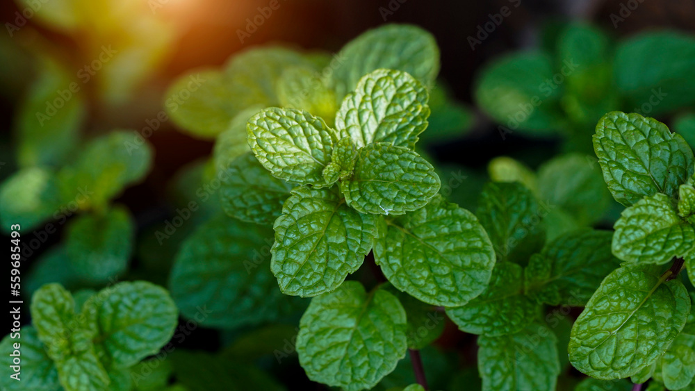 Fresh mint tree in the organic garden Peppermint And is a medicinal plant Fresh mint tree in the organic garden Peppermint And is a medicinal plant