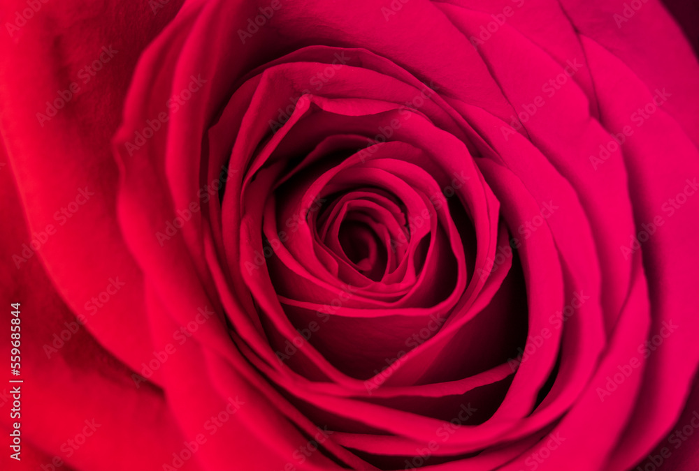 Close-up of abstract image of pink rose petal. Valentine day, love and wedding concept. Close-up of abstract image of pink rose petal. Valentine day, love and wedding concept.