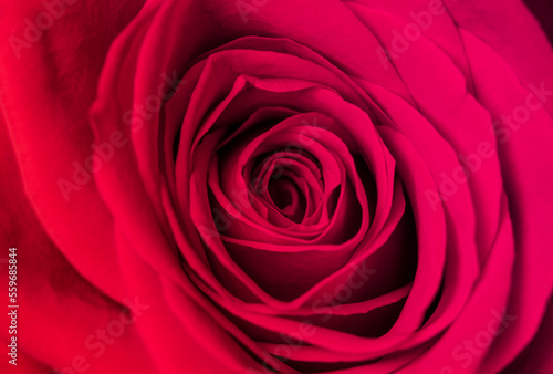 Close-up of abstract image of pink rose petal. Valentine day, love and wedding concept.