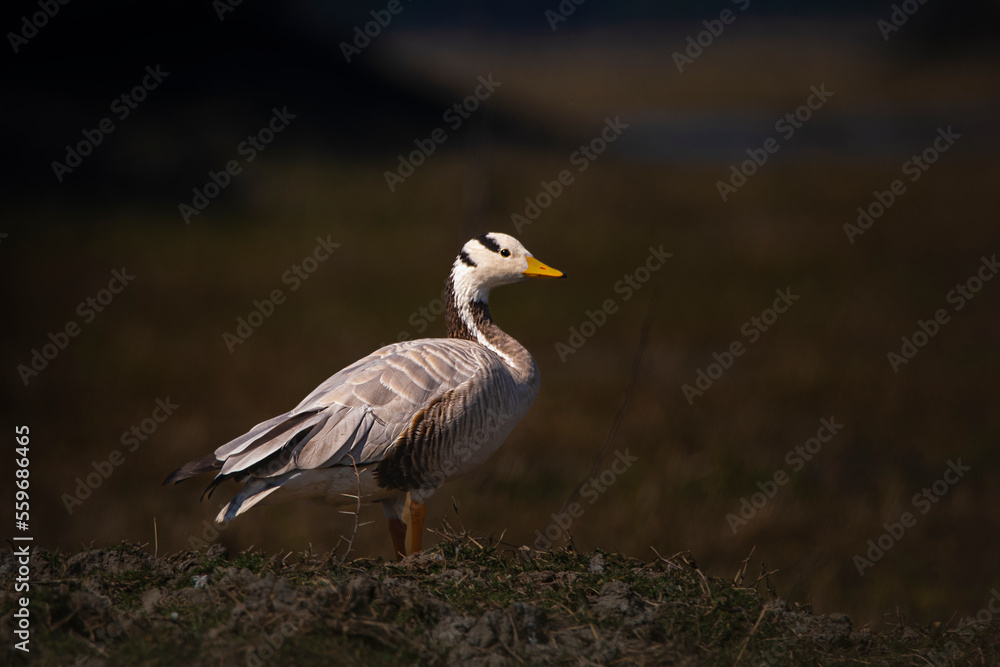 Bar headed goose on the grass Bar headed goose on the grass