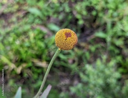 closeup of helenium puberulum herb, rosilla plant photo