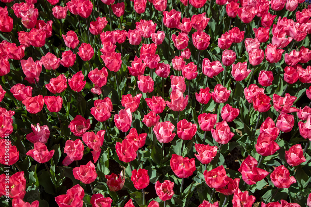 Close up of pink tulips in the garden,background
Close up of pink tulips in the garden,background