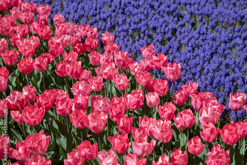 Pink tulip flowers with purple hyacinth flowers  © Wide Angle