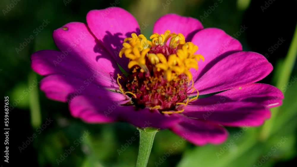 Zinnia flower with pink color Zinnia flower with pink color
