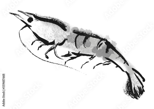 海老和風筆描きイラスト　白黒,モノクロ,単色,