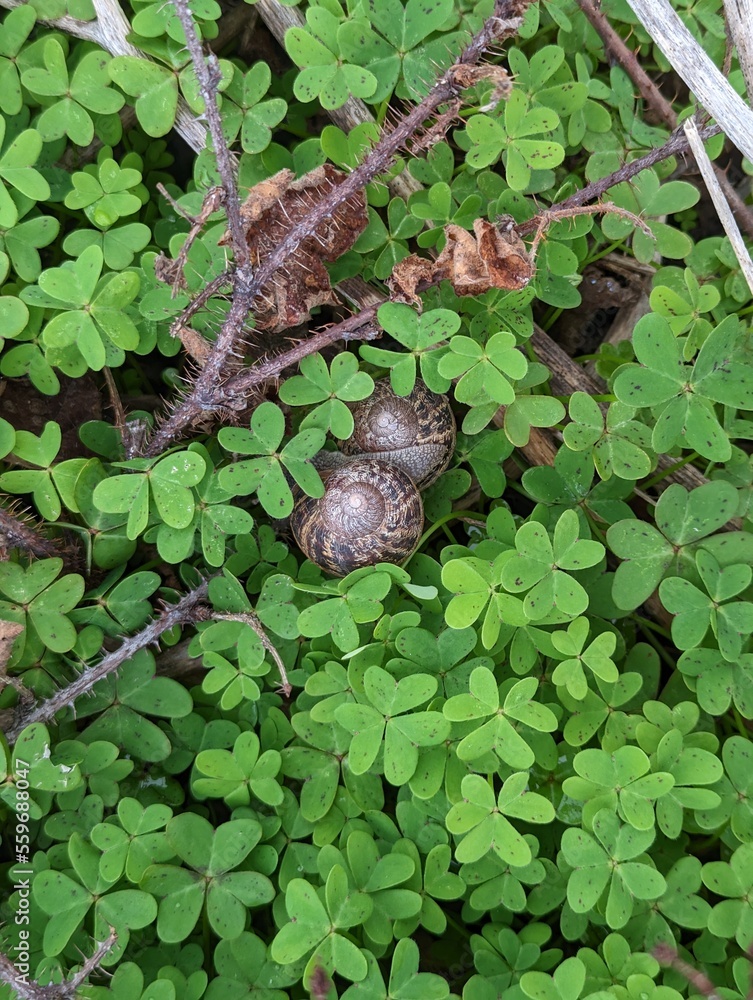 snails on the grass, garden snails snails on the grass, garden snails