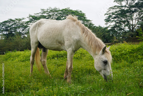 White horse eating grass on green fields