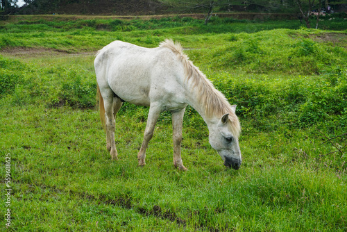 White horse eating grass on green fields