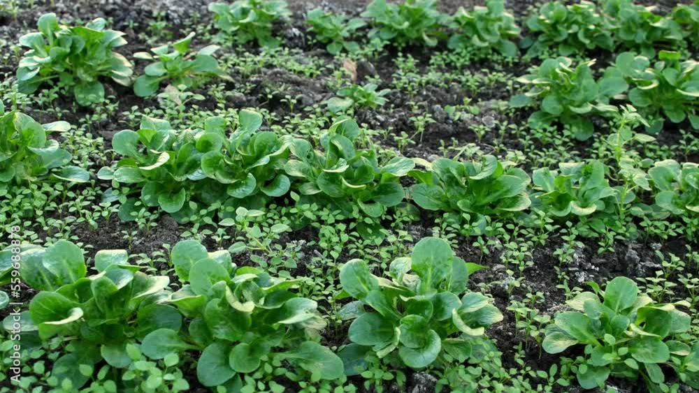 common cornsalad in a greenhouse in winter in Germany common cornsalad in a greenhouse in winter in Germany